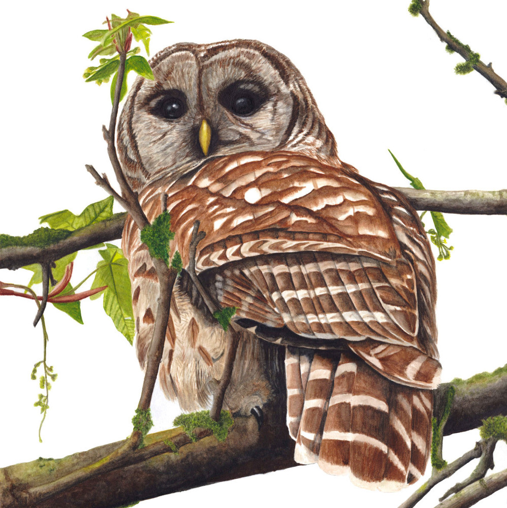 Barred Owl The First Art | Gossamer Lane Fine Art