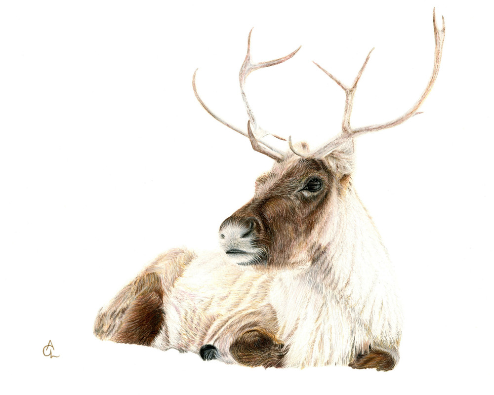 Barren Ground Caribou   "Molly's Reindeer" Art | Gossamer Lane Fine Art