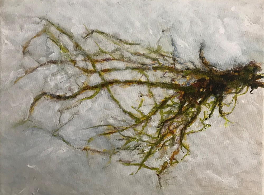 squid, roots, nature