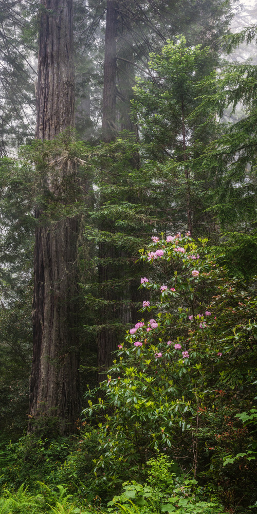 Redwoods And Rhodes Photography Art | Ken Smith Gallery