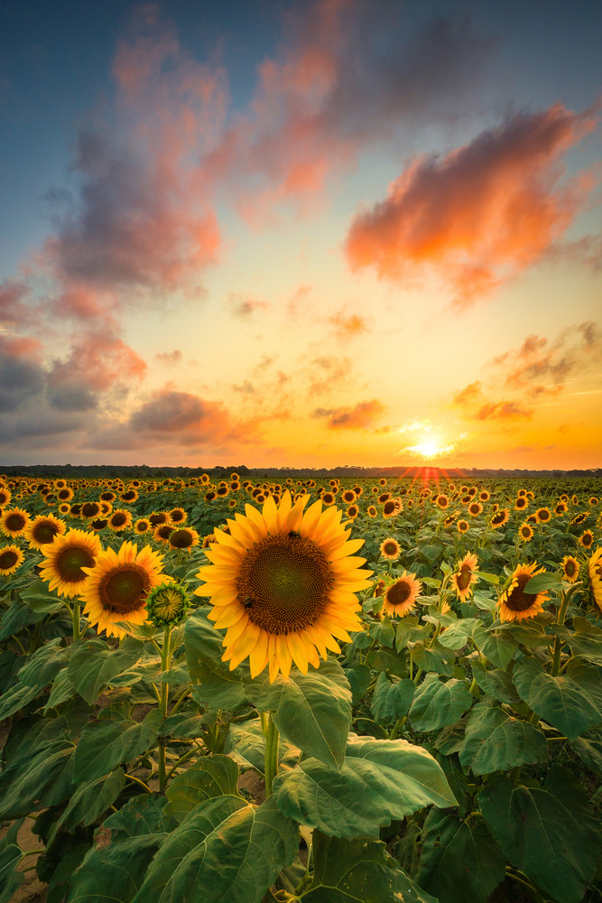 Sunflower Magic Photography Art | Teaga Photo