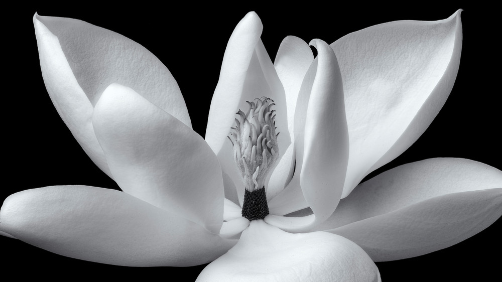 Magnolia Open Flower