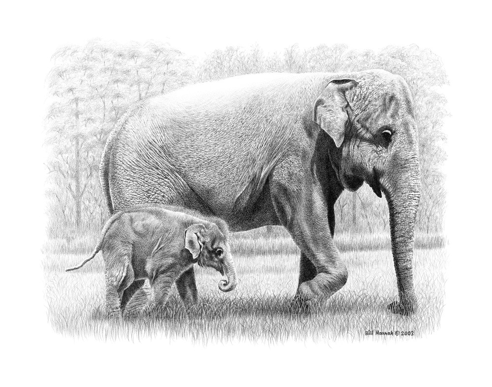 Bill Harrah drawing of an Asian Elephant Mother and Calf
