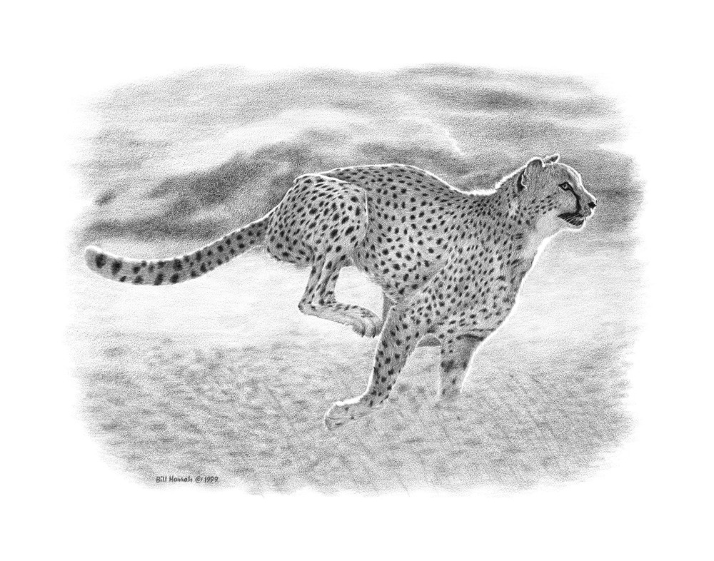 Bill Harrah pencil drawing of a Cheetah chasing its prey