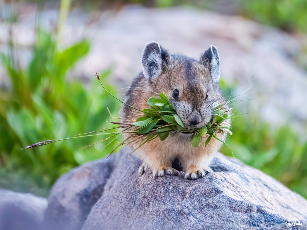 Pika Gathering Food For The Winter Photography Art | Peter Batty Photography