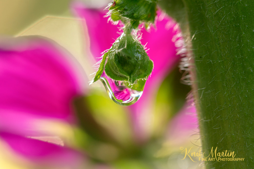 Mallow Waterdrop 6147  Photography Art | Koral Martin Healthcare Art