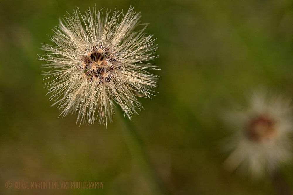 Seedpod 9684 Psp  Photography Art | Koral Martin Healthcare Art