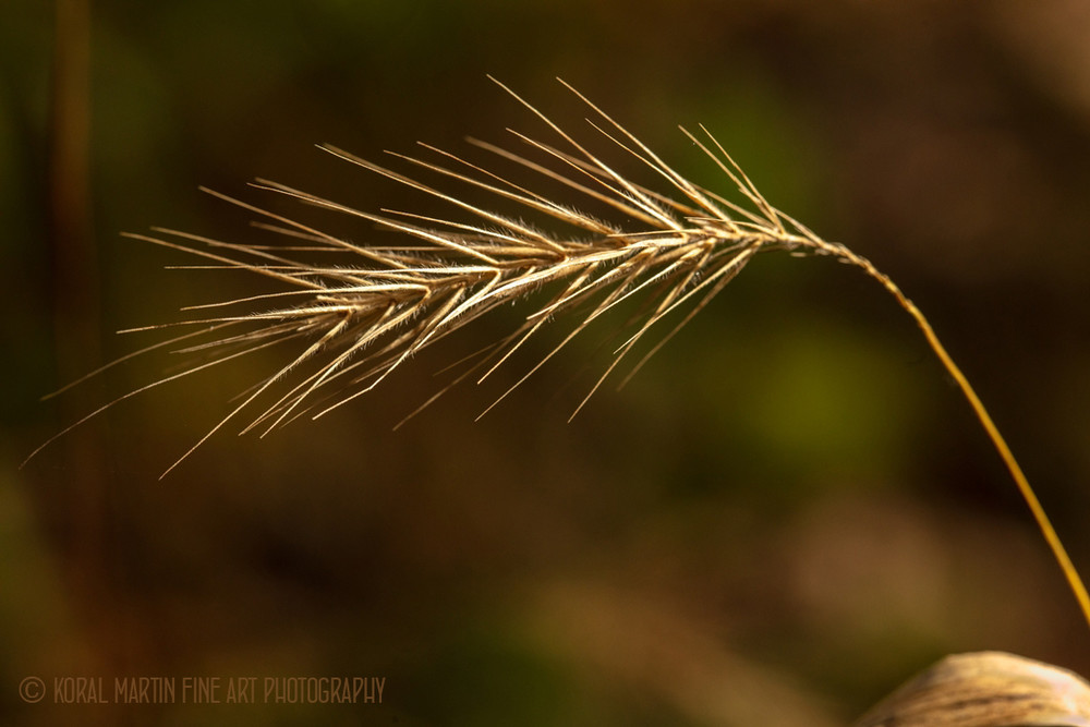 Grass 0635  Photography Art | Koral Martin Healthcare Art