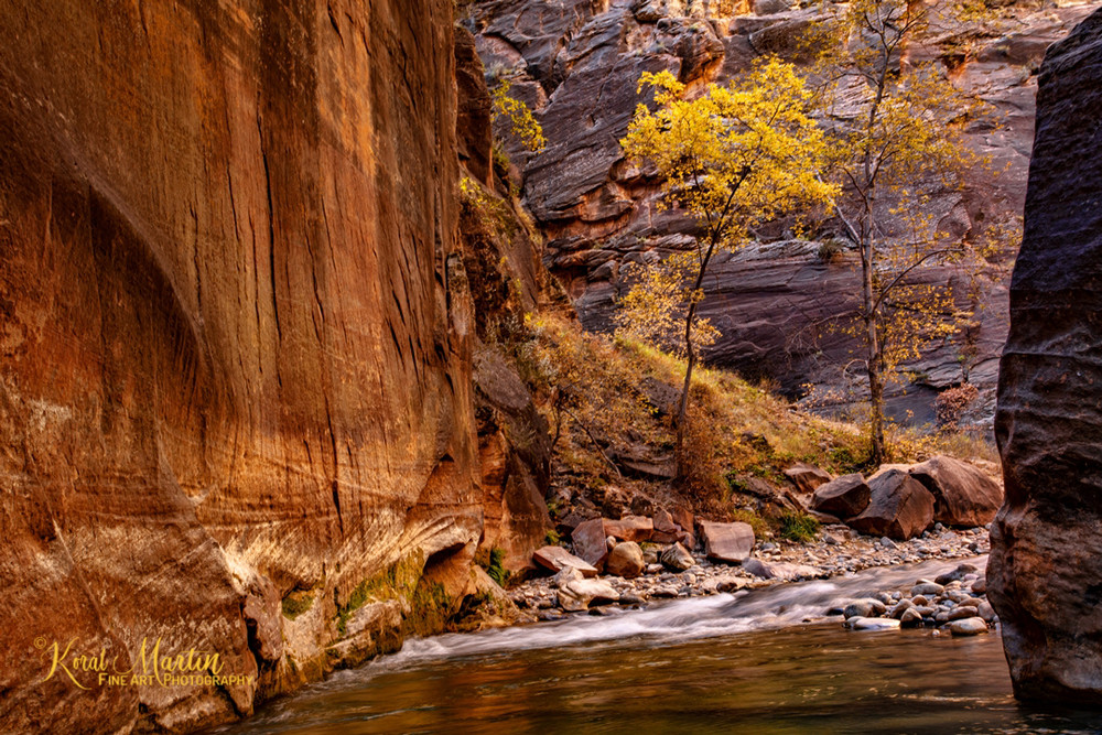 Narrows Fall Tree 2826  Photography Art | Koral Martin Healthcare Art