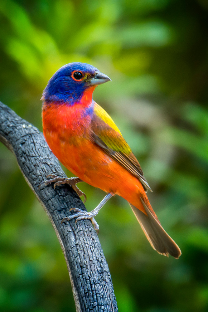 Male Painted Bunting Posing for Portrait