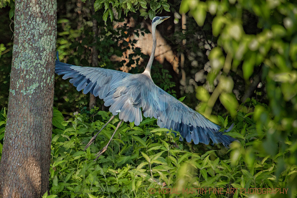 Heron Flyingin Woods0920     Photography Art | Koral Martin Healthcare Art