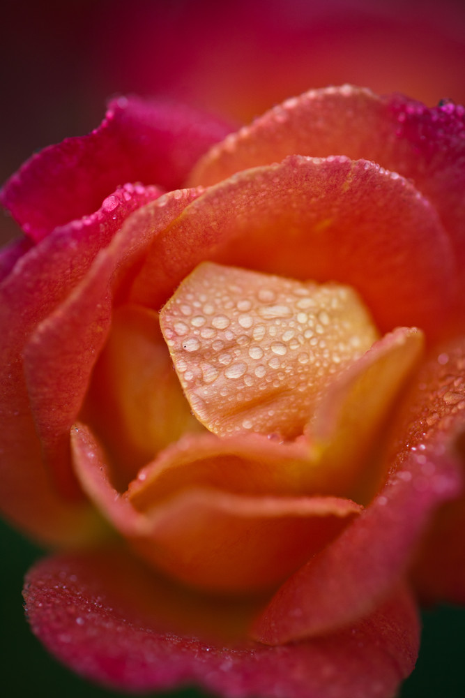 Rose in the rain
