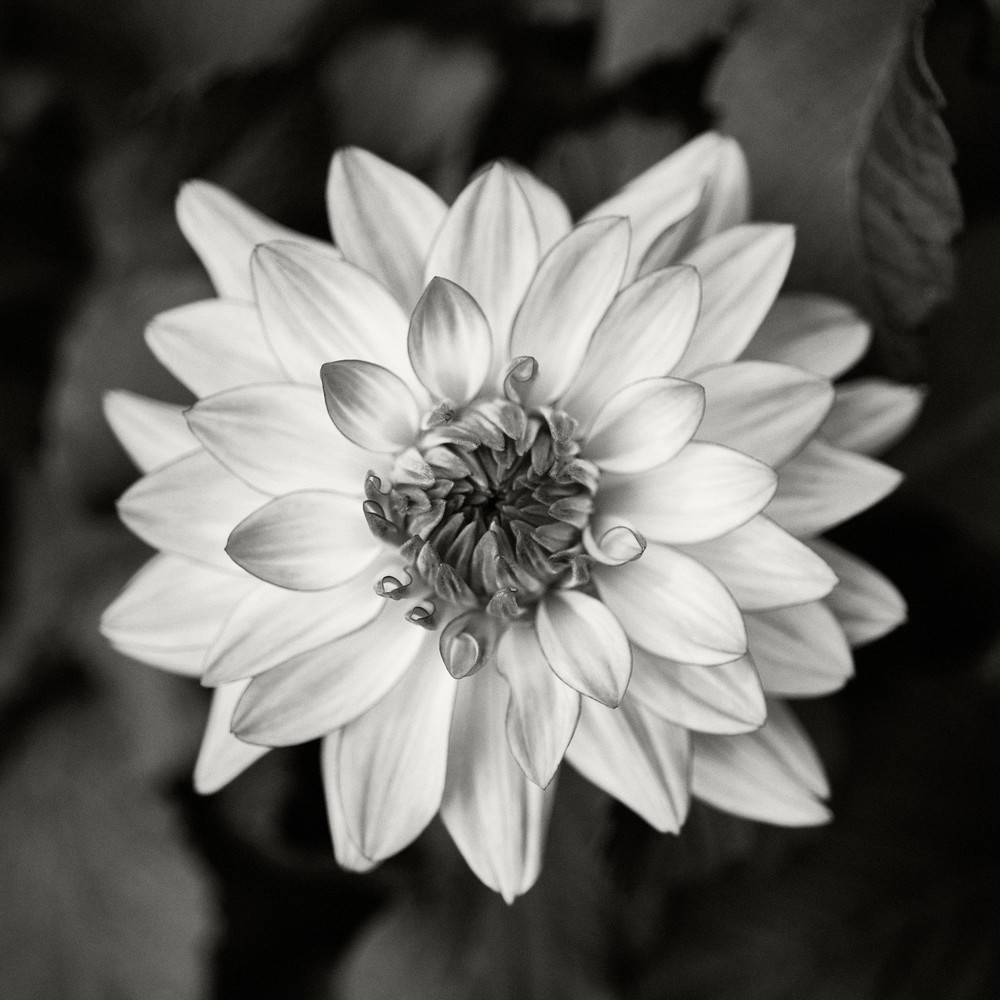 Dahlia Blossom I Photography Art | Roman Coia Photographer
