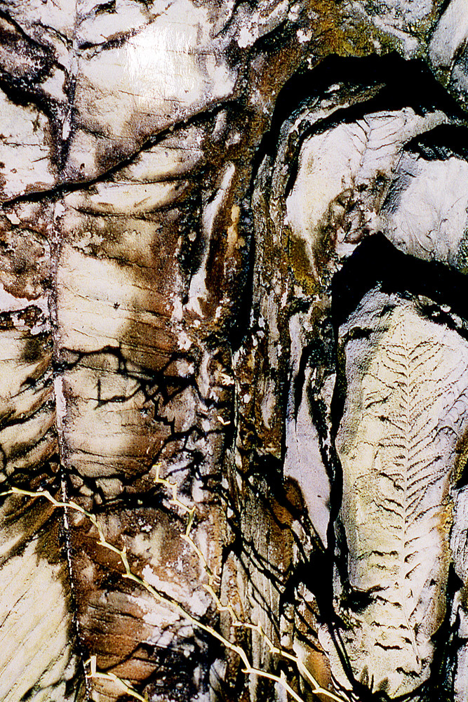 Brooklyn Botanic Abstract Fossil Plant Print – Sherry Mills