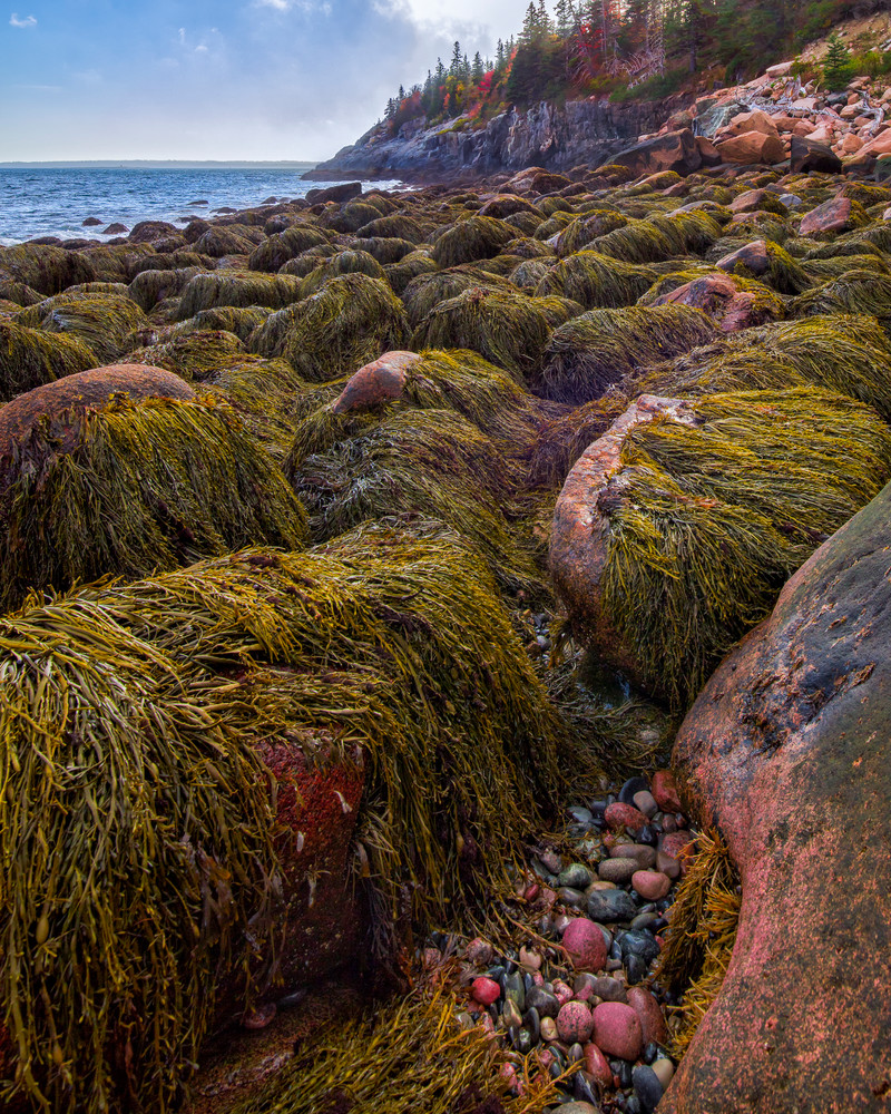Seaweed Monsters Seaweed Monsters