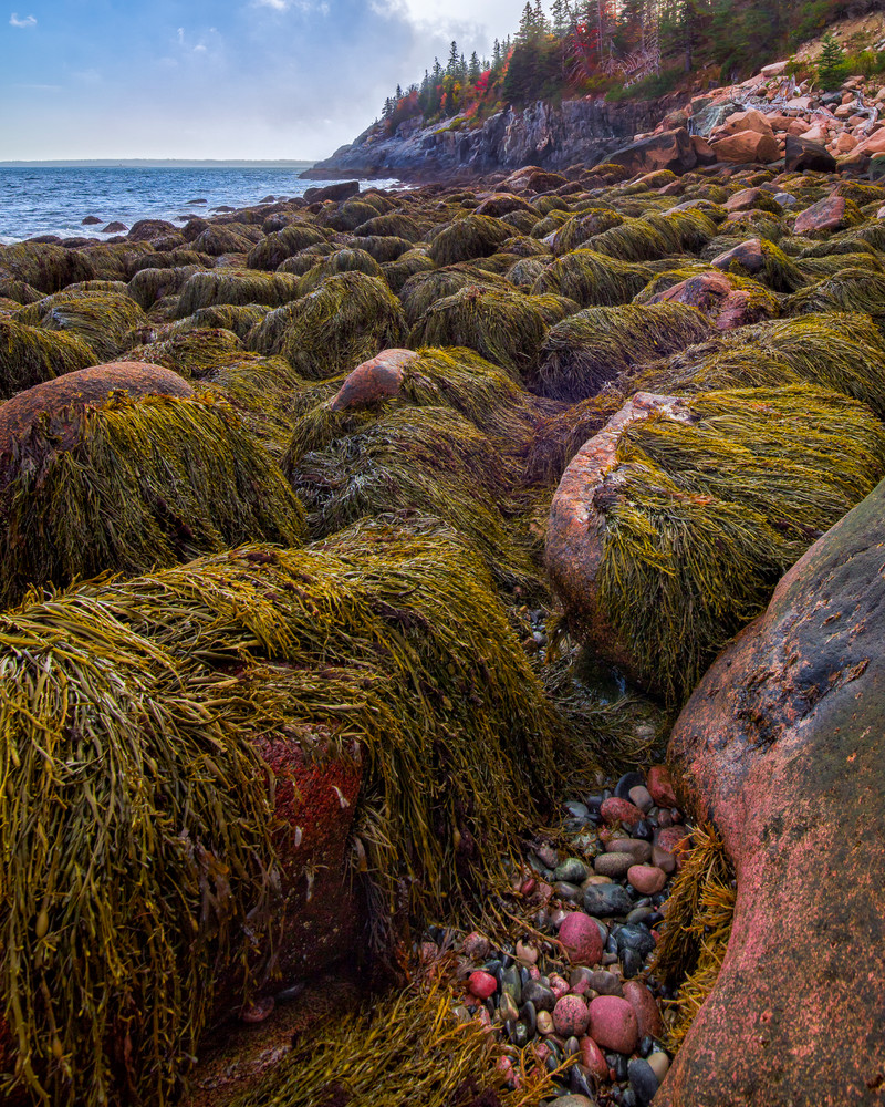 Seaweed Monsters