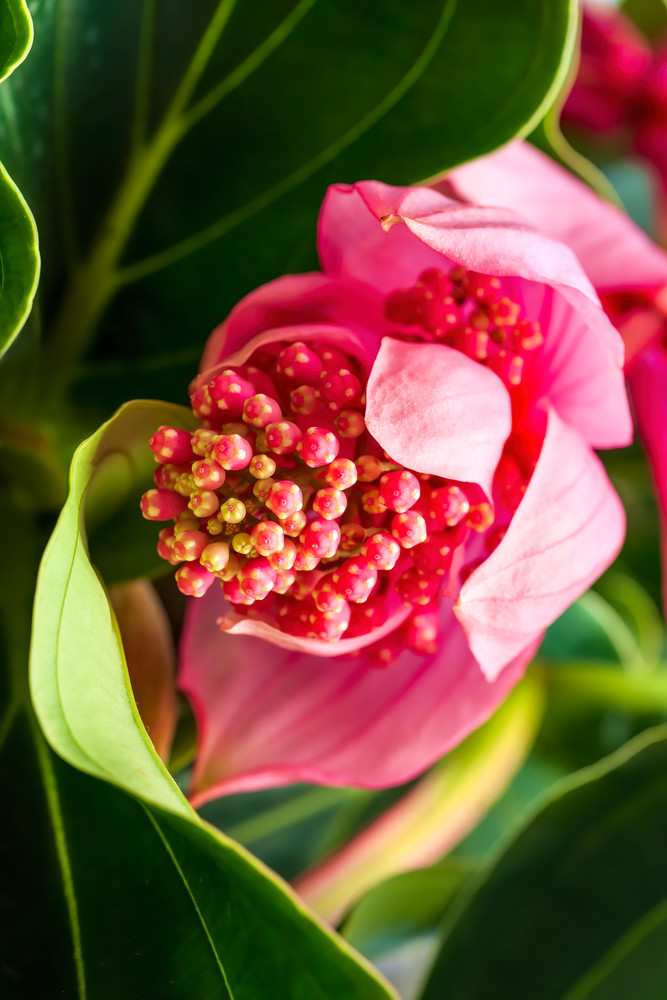 Pink Bouquet Photography Art | Lisette Ranga Photography