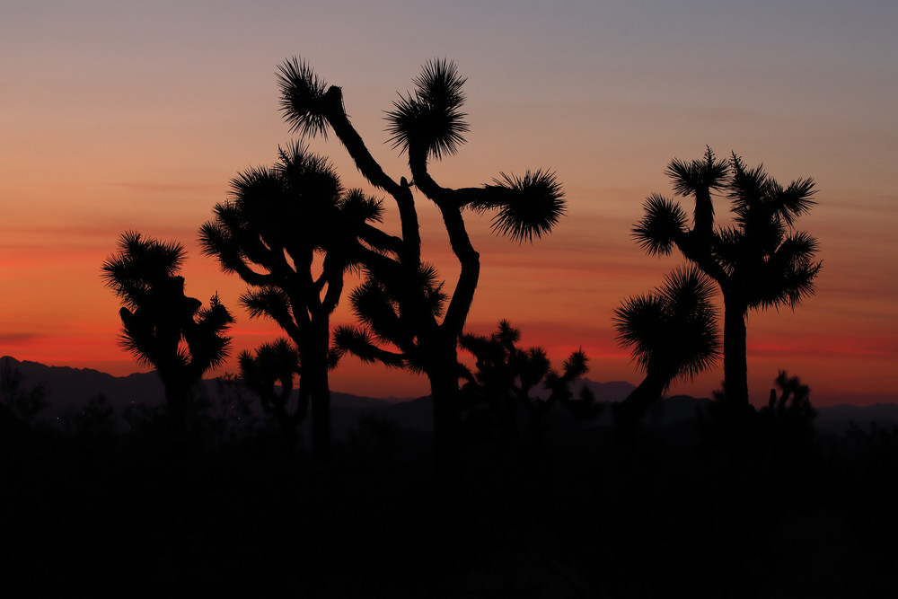 Cactus Sunset 