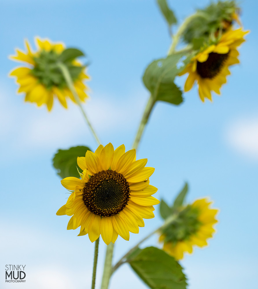 Sunflower Group Photo Photography Art | Stinky Mud Photography