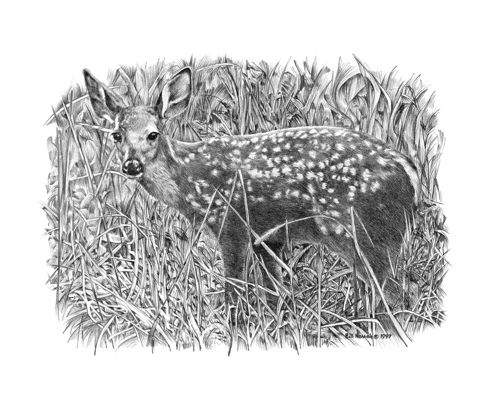 Black-Tailed Deer - Signed Fine Art Print - inkart