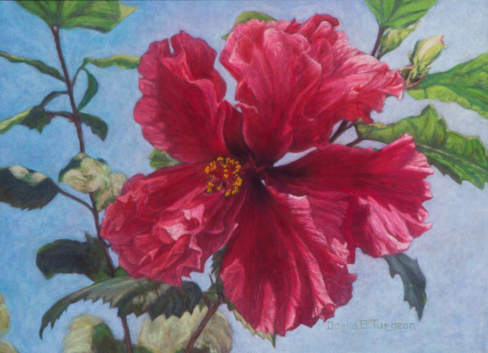 Huge Red Hibiscus Flower, Painting and Prints by Donna Turgeon
