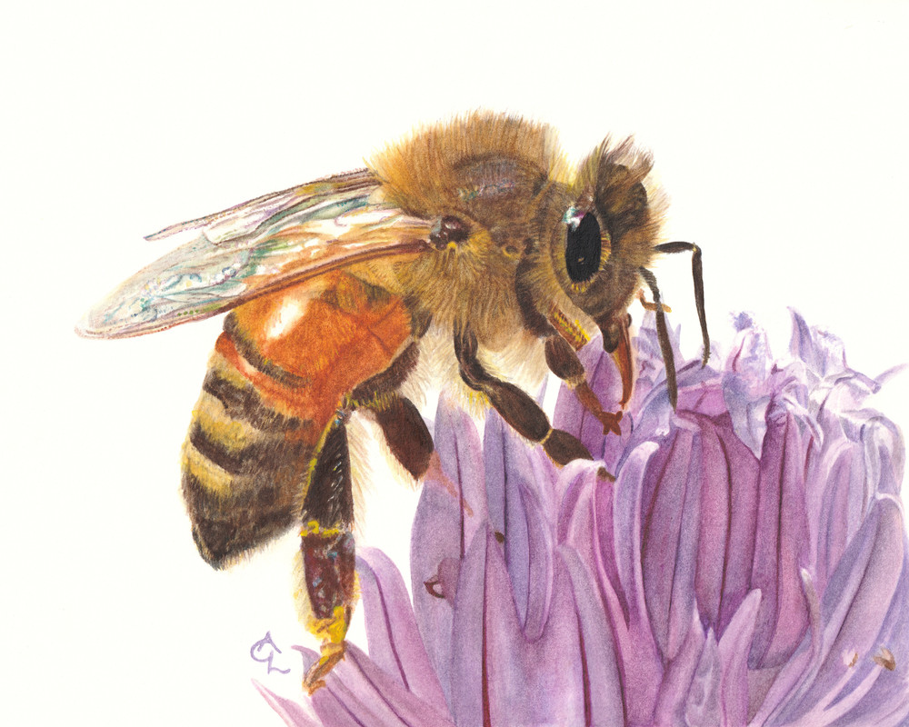 Honey Bee And Chive Blossom  Art | Gossamer Lane Fine Art