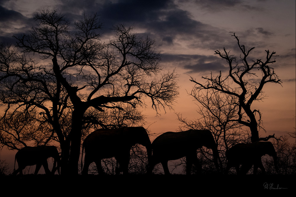 Elephants silhouette art gallery photo prints by Rob Shanahan