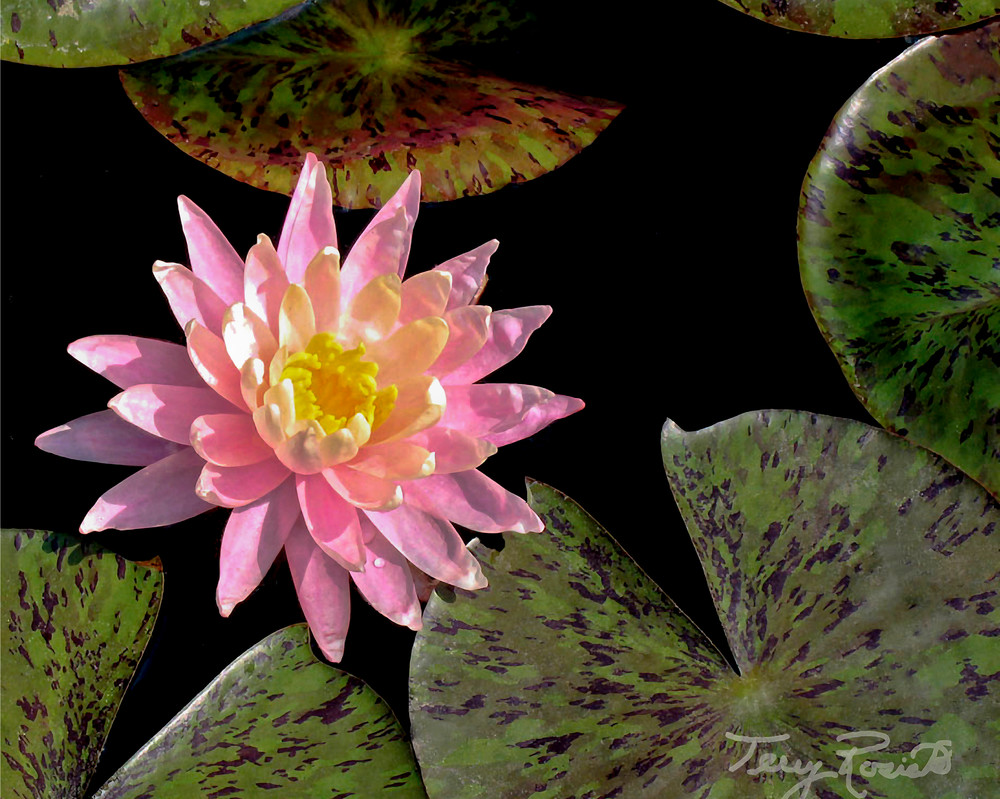 Beauty Among Beast Water Lily by Terry Rosiak
