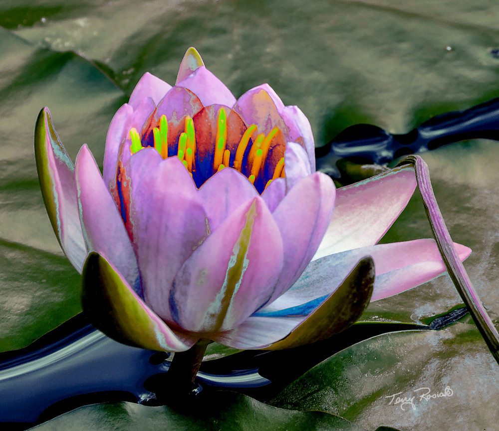 Lily Pad Funky 3, Photo by Terry Rosiak
