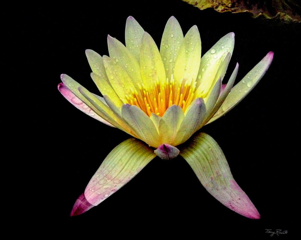 Beautiful Yellow Water Lily by Terry Rosiak