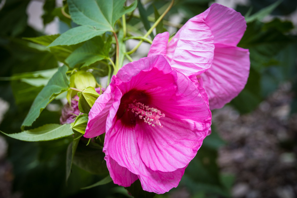 Hibiscus Atlanta Botanical Garden - Photo Collection | Eugene L Brill