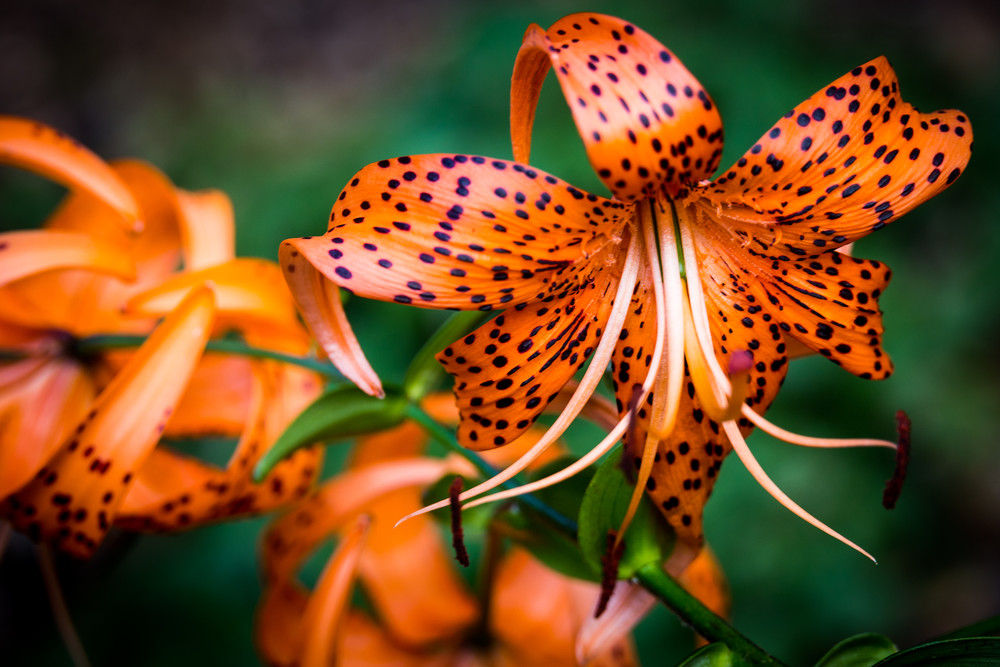Tiger lily flowers Atlanta Botanical Garden - Photo Collection | Eugene L Brill