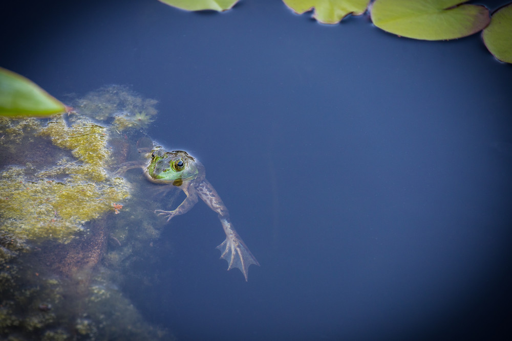 Frog at Atlanta Botanical Garden - Photography Collection | Eugene L Brill