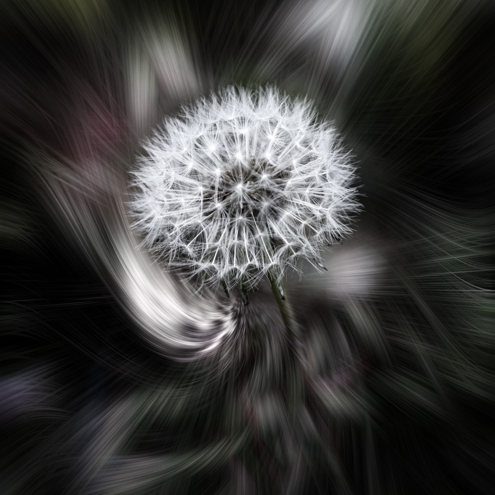 Wild flowers can make great photographs. Botanical art portraits look good as canvas art on your wall.
https://www.royfraserphotographer.com/bw-abstract-flowers