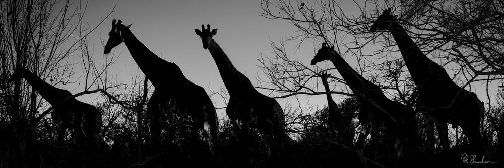 Giraffe panoramic black & white art gallery photo prints by Rob Shanahan