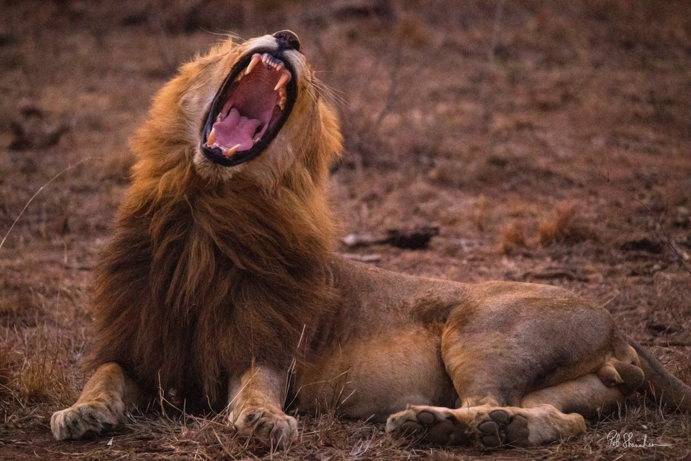 Lion roar art gallery photo prints by Rob Shanahan
