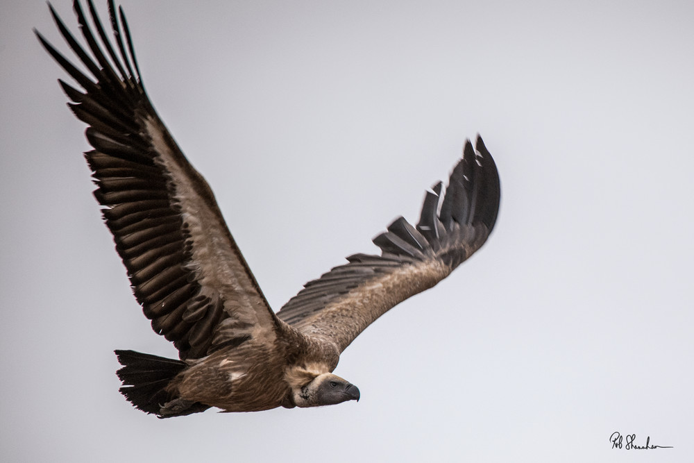 Ruppel's griffon vulture art gallery photo prints by Rob Shanahan