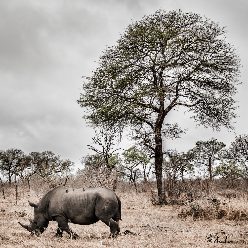 Rhinocerous square art gallery photo prints by Rob Shanahan