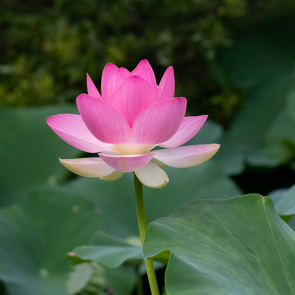 pink-lotus-lotus-janetogren.com