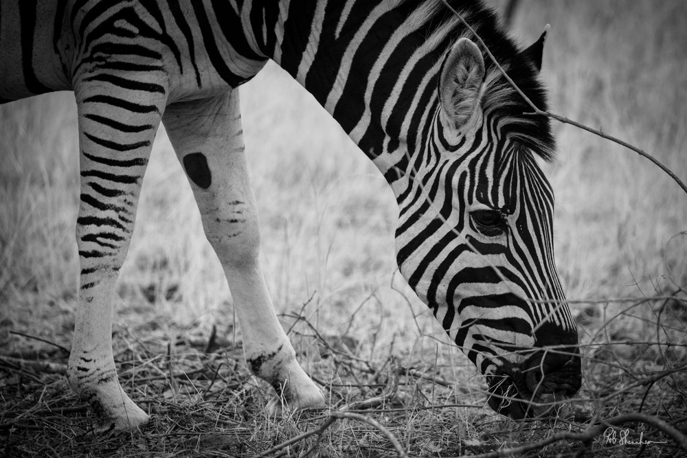 Zebra black & white art gallery photo prints by Rob Shanahan