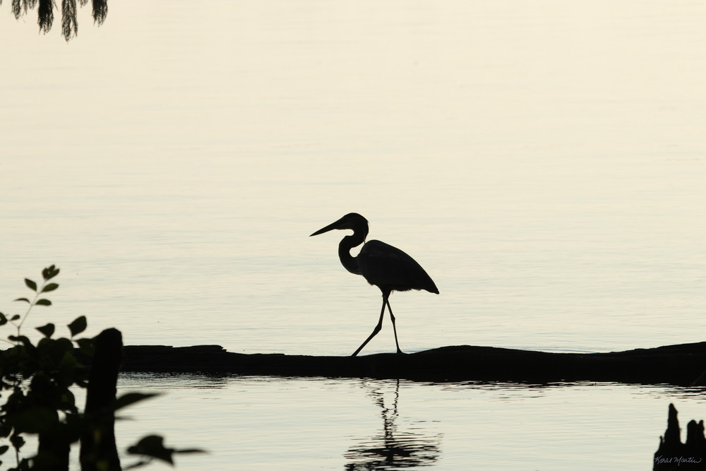 Early Morning Fishing Blue Heron Silhouette 7524 Art | Koral Martin Fine Art Photography Early Morning Fishing Blue Heron Silhouette 7524 Art | Koral Martin Fine Art Photography