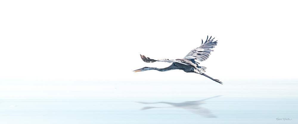 High Key Blue Heron Flying A8621 Koralmartin Photography Art | Koral Martin Healthcare Art