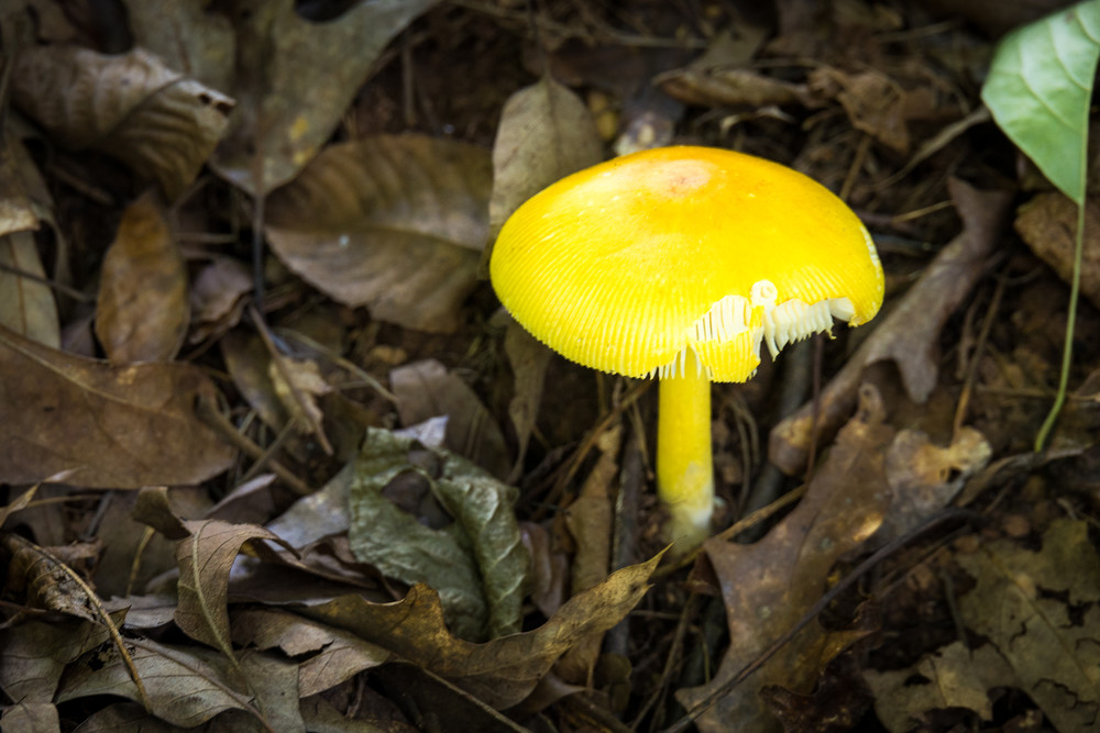 Yellow Wild Mushroom. Photography Collection | Eugene L Brill