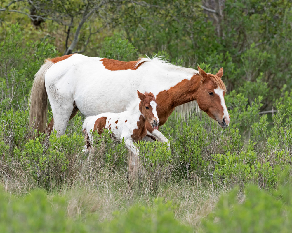 chincoteague mare and foal
