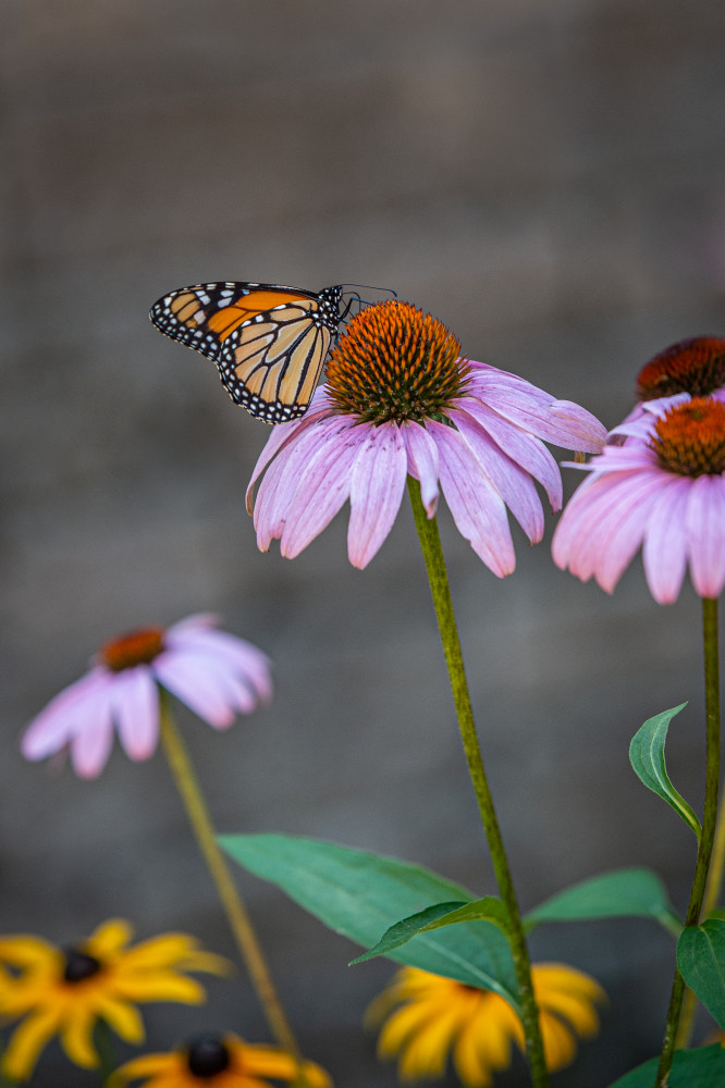 Monarch Feeding Photography Art | Kim Bova Photography