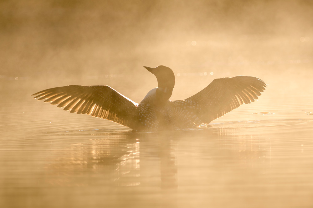 Loon at Daybreak on Ojibway Lake Loon at Daybreak on Ojibway Lake
