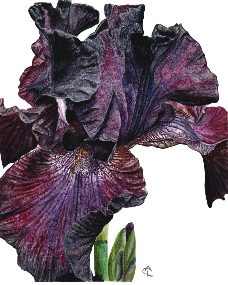 Bearded Iris   "Soul" Art | Gossamer Lane Fine Art