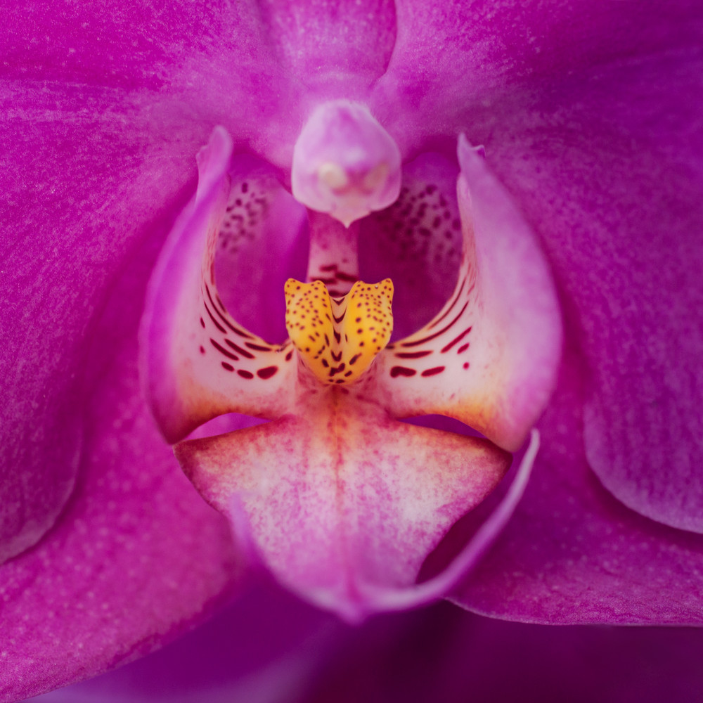 Orchid Photography Art | Melani Lust Photography