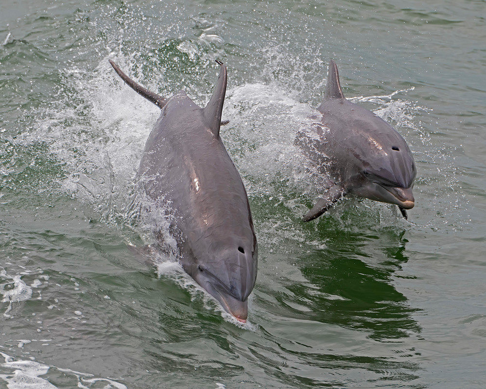 2 Dolphins Jumping