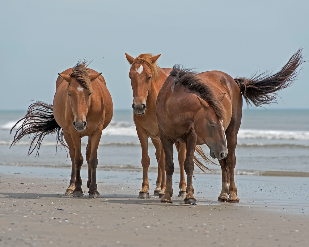 wild, horses, outer, banks, mares, beach
